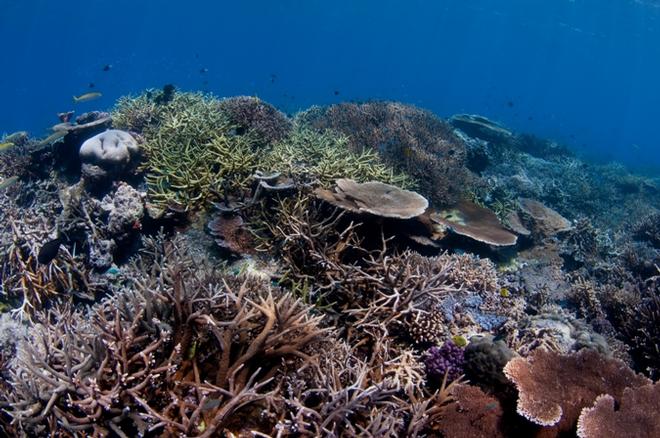 The Great Barrier Reef © Ed Roberts