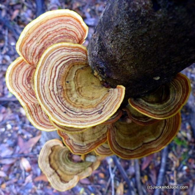 The beauty of Nature - Tasmania © Jack and Jude