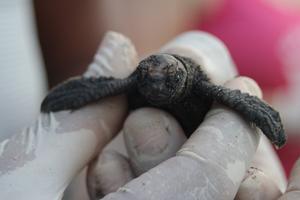 Sea turtle defense campaign - Operation Jairo photo copyright Sea Shepherd taken at  and featuring the  class