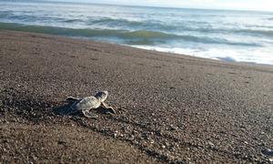 Sea turtle defense campaign - Operation Jairo photo copyright Sea Shepherd taken at  and featuring the  class