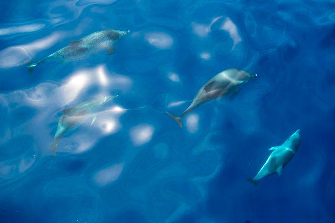 After missing dolphins and whale photo opportunities on several occasions, Sam captures a great shot of a pod of dolphins - Leg six, Day 17 – Volvo Ocean Race © Sam Greenfield/Dongfeng Race Team/Volvo Ocean Race