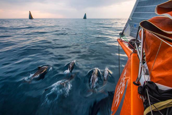 June 8,2015. Leg 8 to Lorient onboard Team Alvimedica. Day 1. A group of Portuguese dolphin blow off some early morning energy in the water between Alvimedica,Brunel,and Abu Dhabi. A tricky night of choices,most notably whether to sail north inshore along the coast or further offshore to the west,was made tougher by persistently light conditions and clouds.  ©  Amory Ross / Team Alvimedica
