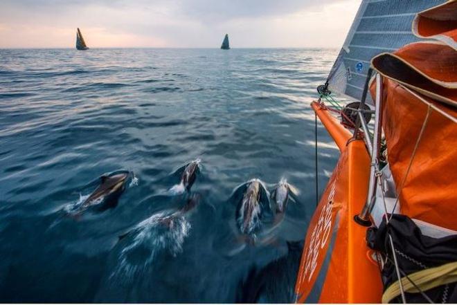 Onboard Team Alvimedica – A group of Portuguese dolphin blow off some early morning energy in the water between Alvimedica, Brunel, and Abu Dhabi - Leg 8 to Lorient – Volvo Ocean Race 2015 ©  Amory Ross / Team Alvimedica