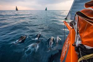 June 8,2015. Leg 8 to Lorient onboard Team Alvimedica. Day 1. A group of Portuguese dolphin blow off some early morning energy in the water between Alvimedica,Brunel,and Abu Dhabi. A tricky night of choices,most notably whether to sail north inshore along the coast or further offshore to the west,was made tougher by persistently light conditions and clouds. photo copyright  Amory Ross / Team Alvimedica taken at  and featuring the  class