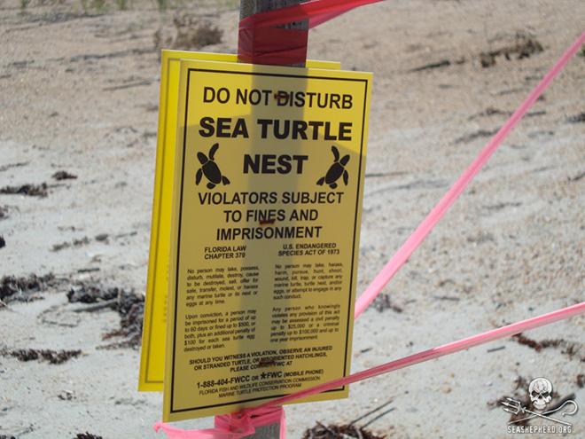 A protected sea turtle nest on a Florida beach © Sea Shepherd