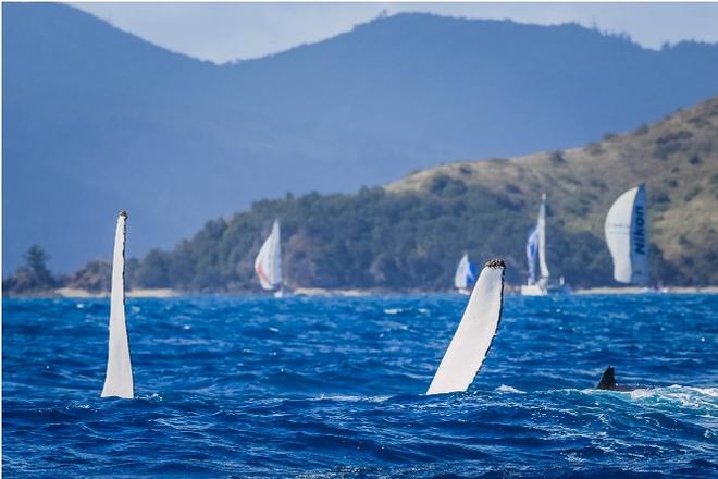 Whales - Audi Hamilton Island Race Week 2015 © Craig Greenhill