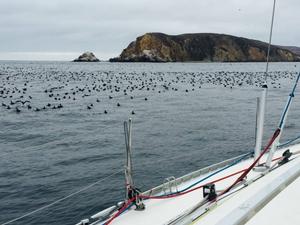 Combining assets for better sailing events - 2015 Drakes Bay Race photo copyright Sarah Cherif Gambin and Mark Dowdy taken at  and featuring the  class