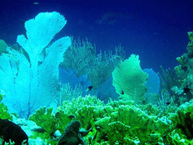 A reef provides ample vegetation for it’s fish inhabitants and amazing photo ops for an underwater swimmer © Karen E. Lile