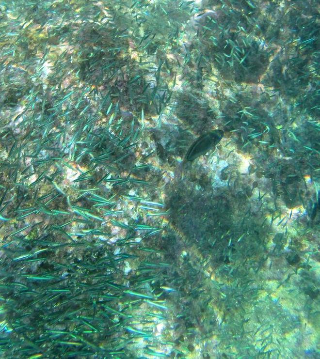 Swimming though thousands of iridescent fish inside the caves at Norman Island © Karen E. Lile