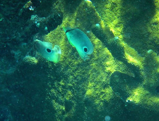 The reefs are alive with thousands of fish who take little notice of snorkelers nearby © Karen E. Lile