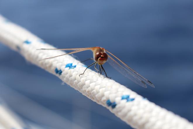 Dragon Flies on our lines © Annika Fredriksson / Ocean Crusaders