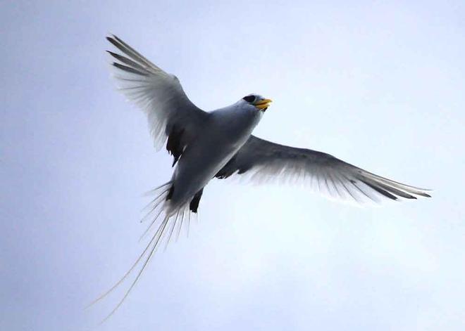 Birds joining us © Annika Fredriksson / Ocean Crusaders