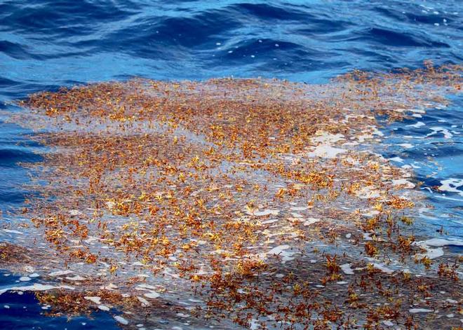 The weed that plaguedour fishing attempts © Annika Fredriksson / Ocean Crusaders