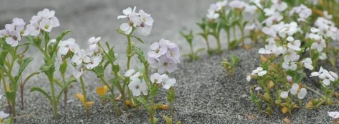 The first plants discovered at Surtsey’s shoreline were sea rockets (Cakile arctica) in 1965 © Surtsey Research Society