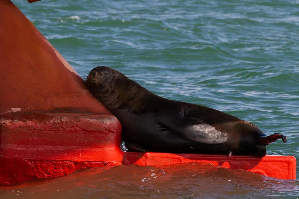 Some spectators seemed disinterested in the sailing... © Bernie Kaaks