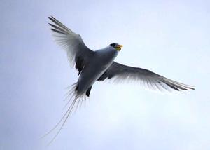 Birds joining us photo copyright Annika Fredriksson / Ocean Crusaders taken at  and featuring the  class