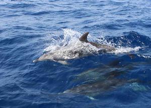 Where are the dolphins? photo copyright Annika Fredriksson / Ocean Crusaders taken at  and featuring the  class