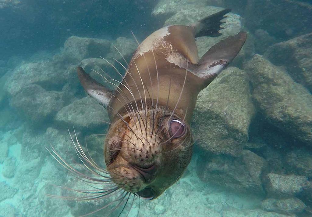 Sea Lions pups at Sante Fe photo copyright Annika Fredriksson taken at  and featuring the  class