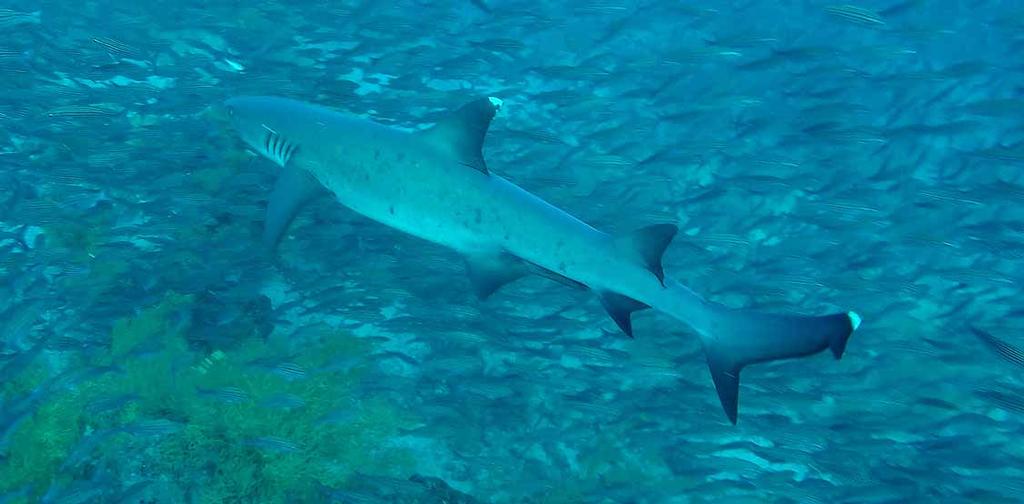 Shark amongst the Saleema Fish Pinzon Island photo copyright Annika Fredriksson taken at  and featuring the  class
