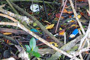 Debris in Mangroves photo copyright Annika Fredriksson taken at  and featuring the  class