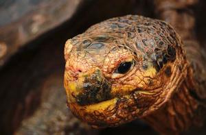 Giant land tortoise at Charles Darwin Sanctuary photo copyright Annika Fredriksson taken at  and featuring the  class