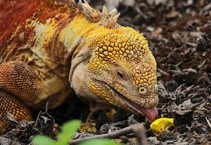 Yellow land iguana at Charles Darwin Sanctuary photo copyright Annika Fredriksson taken at  and featuring the  class