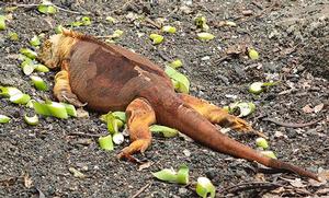 Flat out like a lizard....sunbaking photo copyright Annika Fredriksson taken at  and featuring the  class