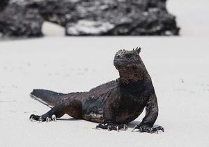 Marine Iguana at Tortuga Bay photo copyright Annika Fredriksson taken at  and featuring the  class