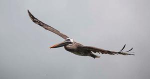 Pelicans in Puerto Ayora photo copyright Annika Fredriksson taken at  and featuring the  class