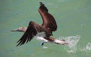 Blue footed Boobie Bird photo copyright Annika Fredriksson taken at  and featuring the  class