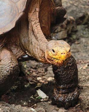 Tortoise at Charles Darwin Sanctuary photo copyright Annika Fredriksson taken at  and featuring the  class