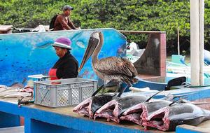 Fish Market Santa Cruz photo copyright Annika Fredriksson taken at  and featuring the  class