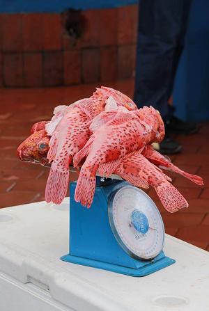Red cod at the fish markets photo copyright Annika Fredriksson taken at  and featuring the  class