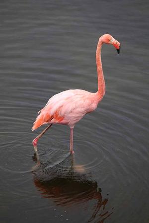 Pink Flamingos photo copyright Annika Fredriksson taken at  and featuring the  class
