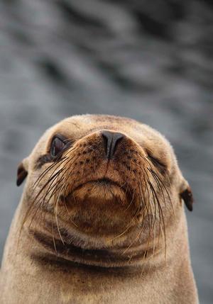 Sea lion winking at Annika photo copyright Annika Fredriksson taken at  and featuring the  class