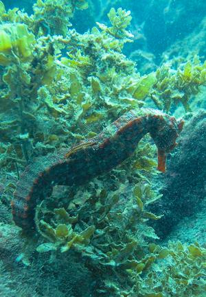 Sea Horse photo copyright Annika Fredriksson taken at  and featuring the  class