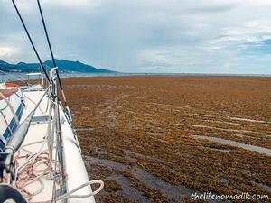 Thelifenomadik.com stuck in Sargasso weed off Guadeloupe in 2014 photo copyright thelifenomadik.com taken at  and featuring the  class