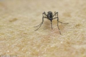 An Aedes Aegypti mosquito on human skin in a lab in Cali, Colombia. Scientists there are studying the genetics and biology of this mosquito, which transmits the Zika virus photo copyright  SW taken at  and featuring the  class