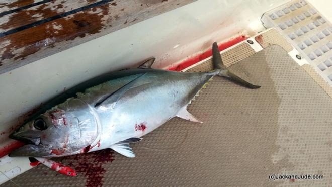 One of three Yellowfin Tunas caught – one on each leg of our journey to the east coast © Jack and Jude
