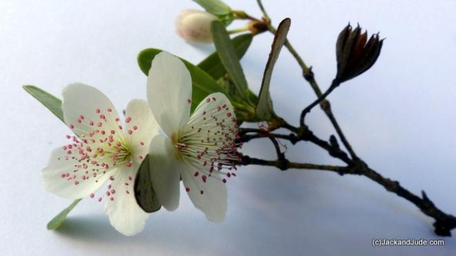 Exquisite Leatherwood blossoms © Jack and Jude