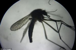 Concerns: Many scientists and doctors believe that the mosquito-borne disease is linked to a rare birth defect called microcephaly, or abnormally small heads in infants (file photo). photo copyright Getty Images taken at  and featuring the  class