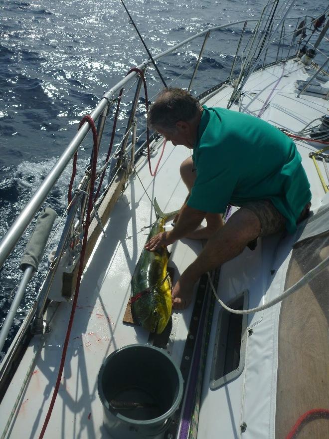 David catches Mahi © SV Taipan