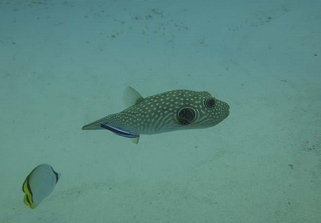Puffer © Annika Fredriksson / Ocean Crusaders