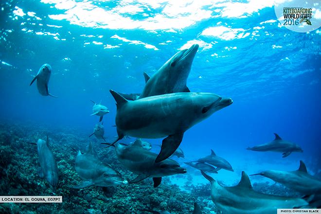 Dolphins - 2016 IKA Kiteboarding World Championships © Christian Black