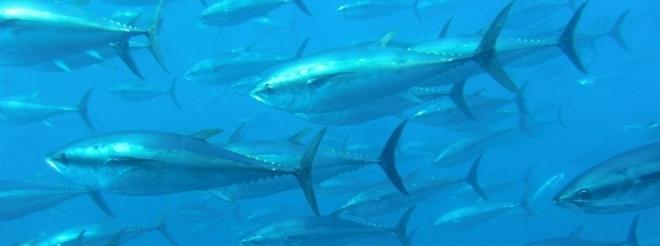 The Plight of Bluefin Tunas © Tom Puchner/Creative Commons