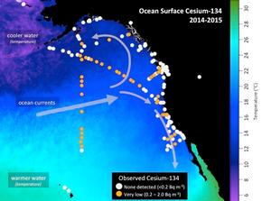 Map shows the location of seawater samples taken by scientists and citizen scientists that were analyzed at the Woods Hole Oceanographic Institution for radioactive cesium as part of Our Radioactive Ocean. Cesium-137 is found throughout the Pacific Ocean and was detectable in all samples collected, while cesium-134 (yellow/orange dots), an indicator of contamination from Fukushima, has been observed offshore and in select coastal areas. (Figure by Jessica Drysdale) photo copyright Woods Hole Oceanographic Institution (WHOI) http://www.whoi.edu/ taken at  and featuring the  class