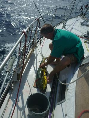 David catches Mahi photo copyright SV Taipan taken at  and featuring the  class