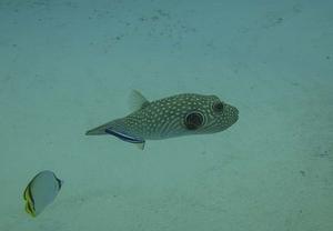 Puffer photo copyright Annika Fredriksson / Ocean Crusaders taken at  and featuring the  class