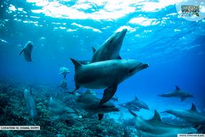 Dolphins - 2016 IKA Kiteboarding World Championships photo copyright Christian Black taken at  and featuring the  class
