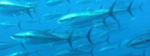 The Plight of Bluefin Tunas photo copyright Tom Puchner/Creative Commons taken at  and featuring the  class